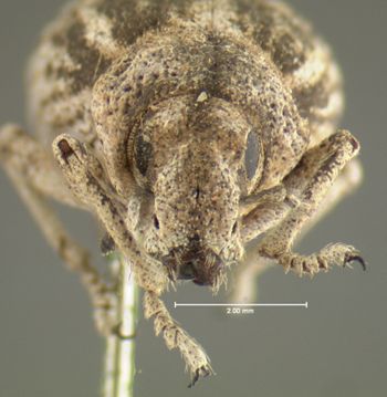 Media type: image;   Entomology 292 Aspect: head frontal view